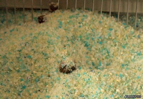 [簡陋開箱文] ScoopFree自動清貓砂機(水晶砂款)