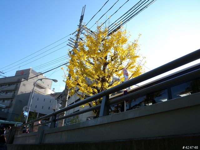 [京都]賞楓@東福寺