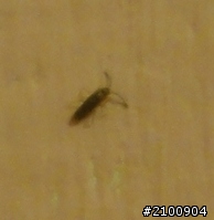 這是甚麼怪蟲子啊??