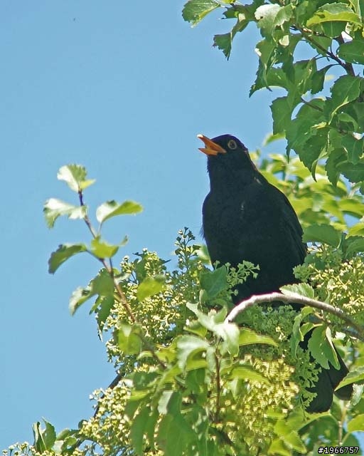SAFARI F6.3 500mm M42 Lens新入手+5N=我可以打鳥去囉~