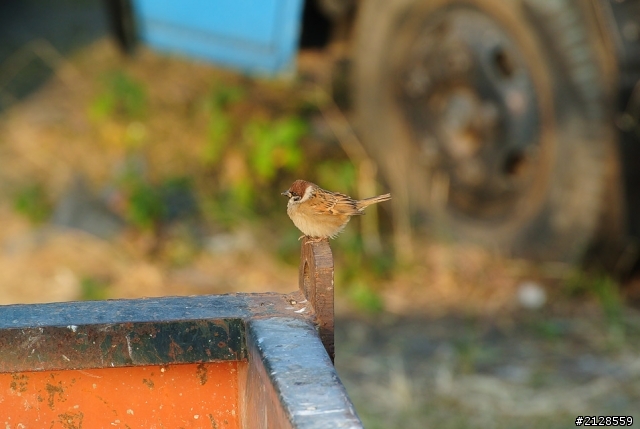 V1+百微+LB6拍花拍鳥