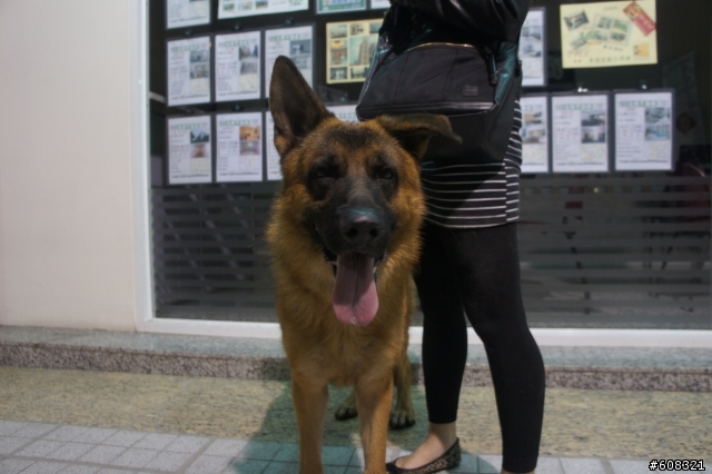 <已送出> 年約2歲德國狼犬 - 二九
