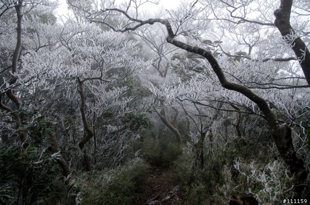 刀峰上的糖霜‧北插天山霧淞