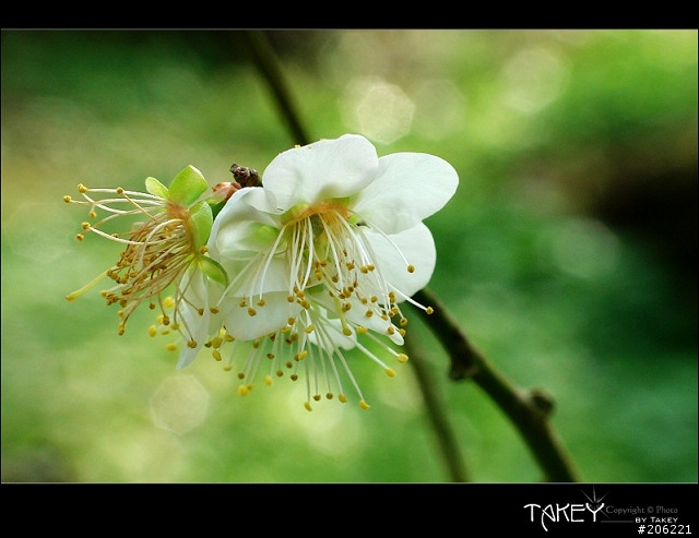 2012梅花分享(歡迎蓋樓哦)