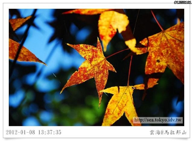 雲海‧楓紅‧馬拉邦山