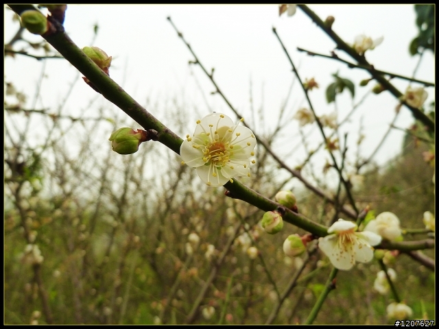 2012.01.24_年初二梅山賞梅趣！