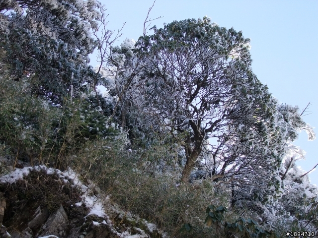 分享1月28日合歡山的雪~~