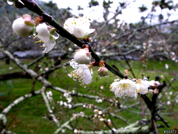 【到處玩】南投縣_信義鄉_牛稠坑+風櫃斗