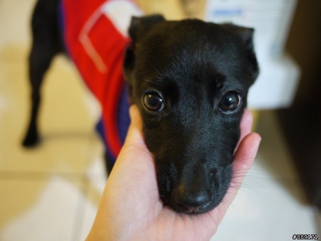 三個月大的黑色小幼犬 再找家! (試養中)