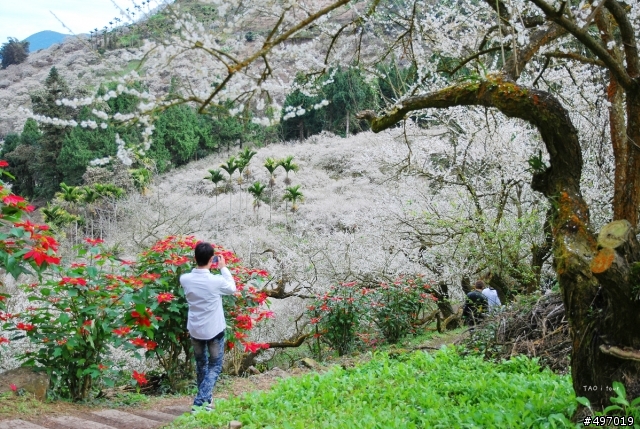 雪花 . 落 * 南投 . 烏松崙梅花 ( 2012/01/15 花況 )