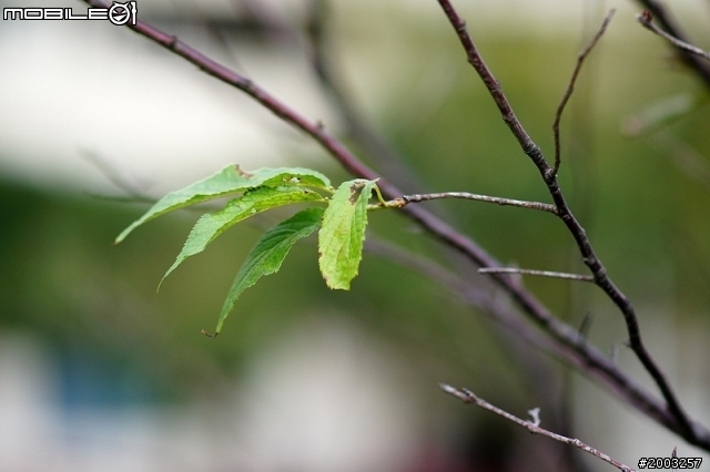 nex5 + la-ea1+ sal 85mm 1.4 ZA 隨拍測試