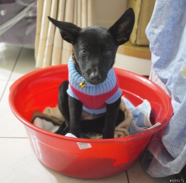 三個月大的黑色小幼犬 再找家! (試養中)