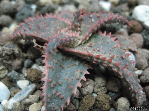 新買的蘆薈 : Aloe cv. ‘christmas carol’