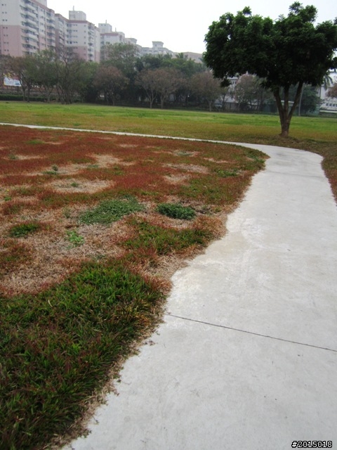 【城市漫遊Ⅶ】迷路原為看花開～萬年縣傳奇