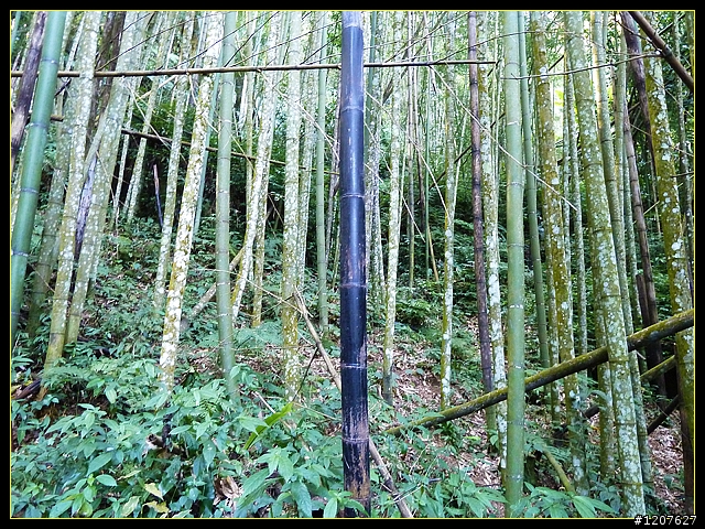 2012.01.10_台灣四大天王山之「四天皇山」登山休閒趣！