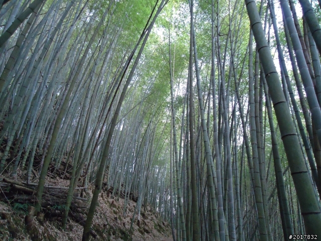 2012-01-29瑞太古道(純圖片)