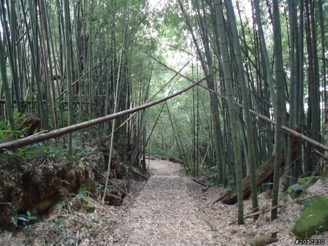 2012-01-29瑞太古道(純圖片)