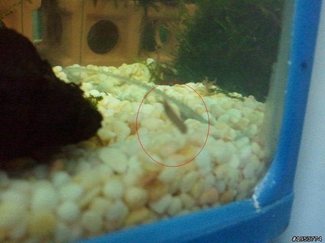 新手養魚，燈具、底砂搞不懂>