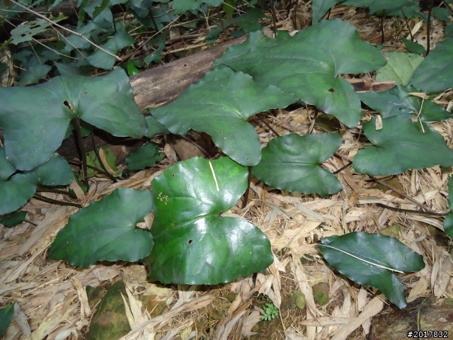 2012-01-29瑞太古道(純圖片)