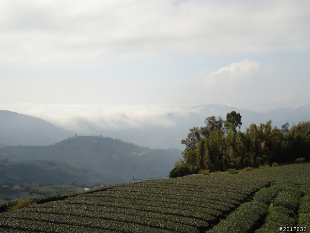 2012-01-29瑞太古道(純圖片)