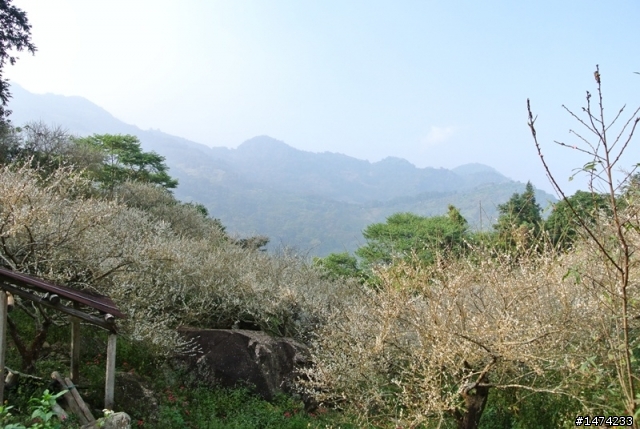 烏松崙賞梅沒咩陪 哭哭