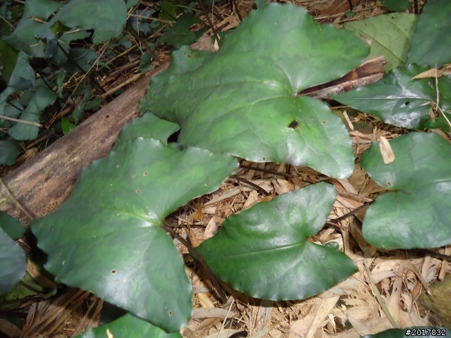 2012-01-29瑞太古道(純圖片)