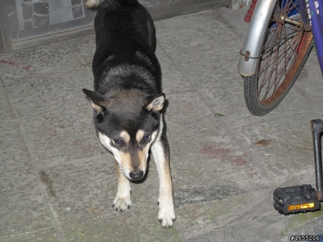 誰家的柴犬走丟了??(圓滿落幕)