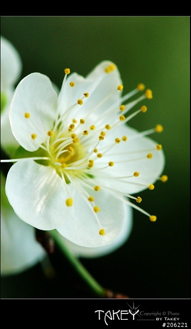 2012梅花分享(歡迎蓋樓哦)