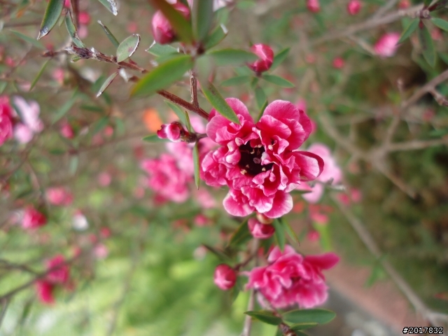 2012-01-29瑞太古道(純圖片)