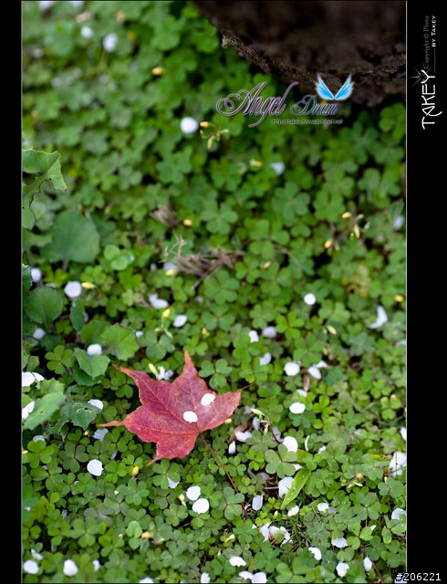 2012梅花分享(歡迎蓋樓哦)