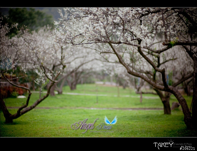 2012梅花分享(歡迎蓋樓哦)