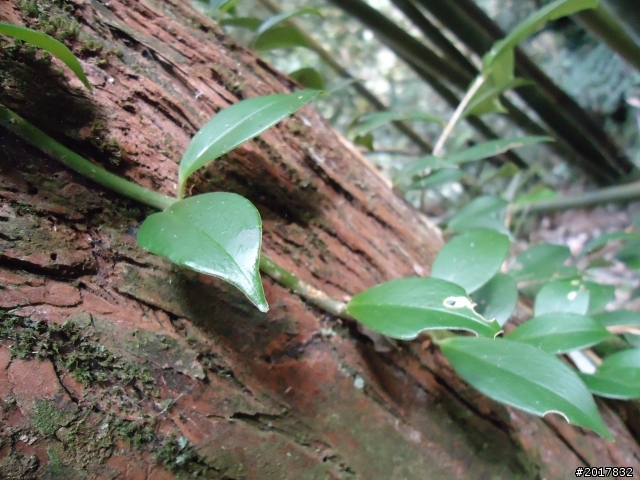 2012-01-29瑞太古道(純圖片)