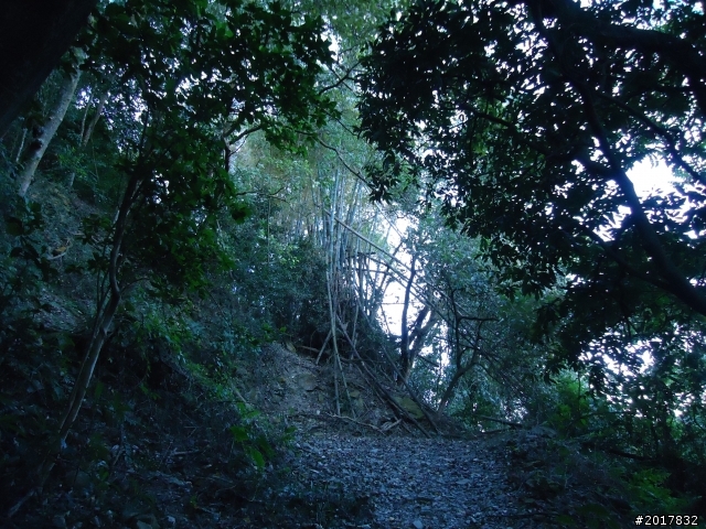 2012/01/19高雄大津尾寮山
