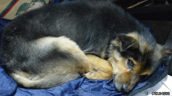 請大家幫忙找我相處了15年如家人的愛犬~~(泣)