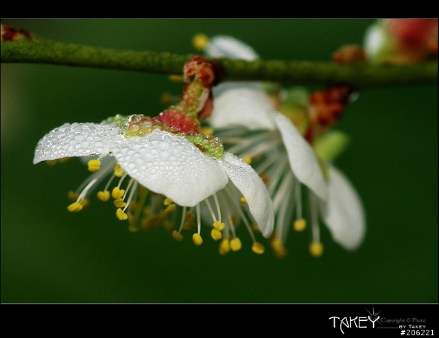 2012梅花分享(歡迎蓋樓哦)