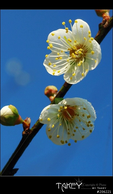 2012梅花分享(歡迎蓋樓哦)