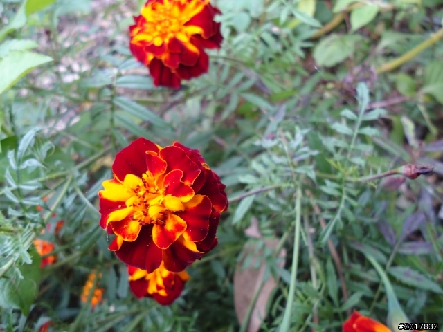 2012-01-29瑞太古道(純圖片)