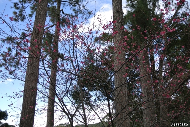 角板山行館賞梅