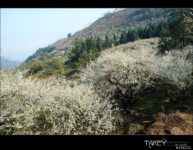 2012梅花分享(歡迎蓋樓哦)