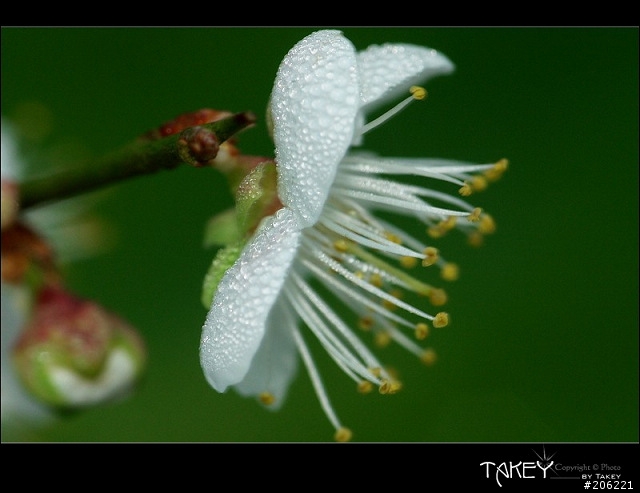 2012梅花分享(歡迎蓋樓哦)