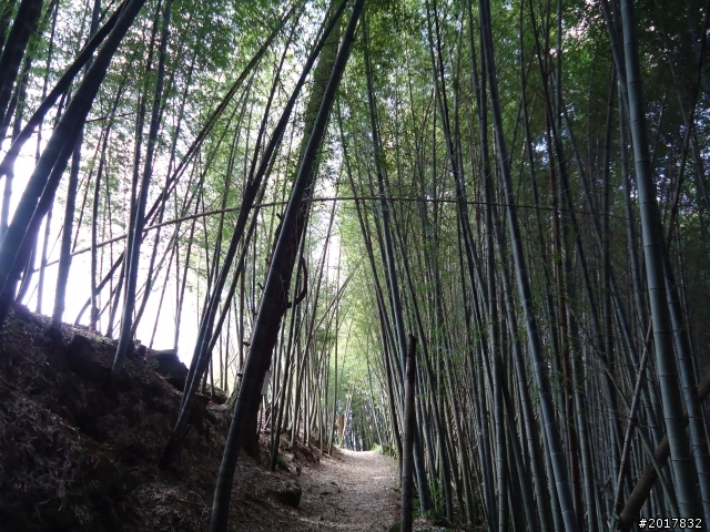 2012-01-29瑞太古道(純圖片)