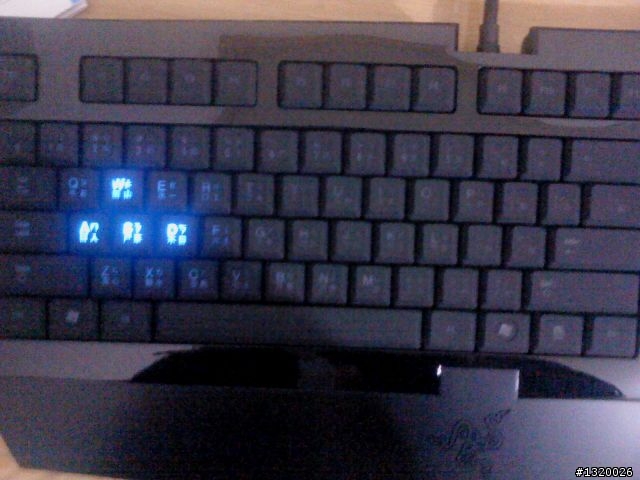 簡易開箱~黑腹狼蛛