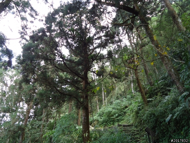 2012-01-29瑞太古道(純圖片)