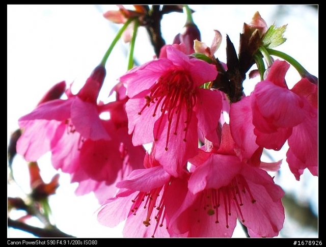 過年-賞梅花-櫻花去!
