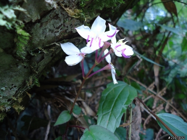 2012-01-29瑞太古道(純圖片)