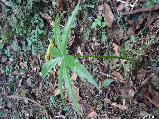 2012-01-29瑞太古道(純圖片)