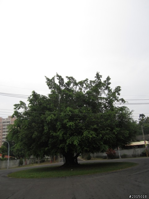 【城市漫遊Ⅶ】迷路原為看花開～萬年縣傳奇