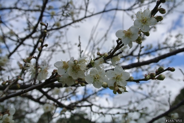 角板山行館賞梅