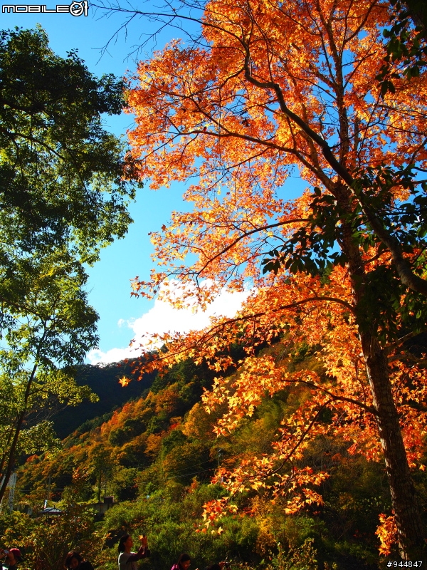 秋楓到冬楓...2011/11/06武陵and福壽山,11/12石門水庫,11/27武陵and福壽山~2012/01/01桃源仙谷,01/08尖石秀巒