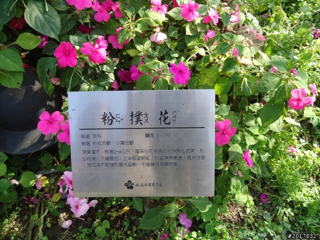 2012/01/28春節梅嶺賞梅